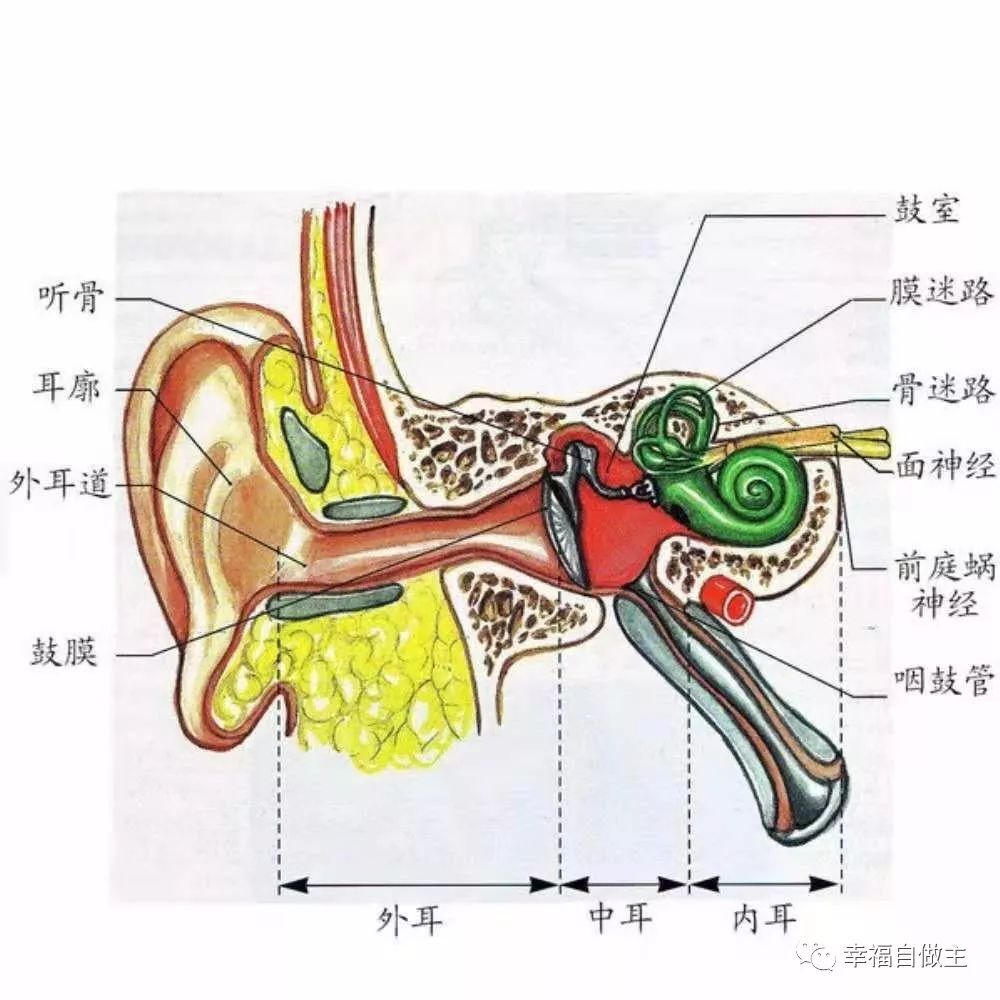 中耳炎快速痊愈案例